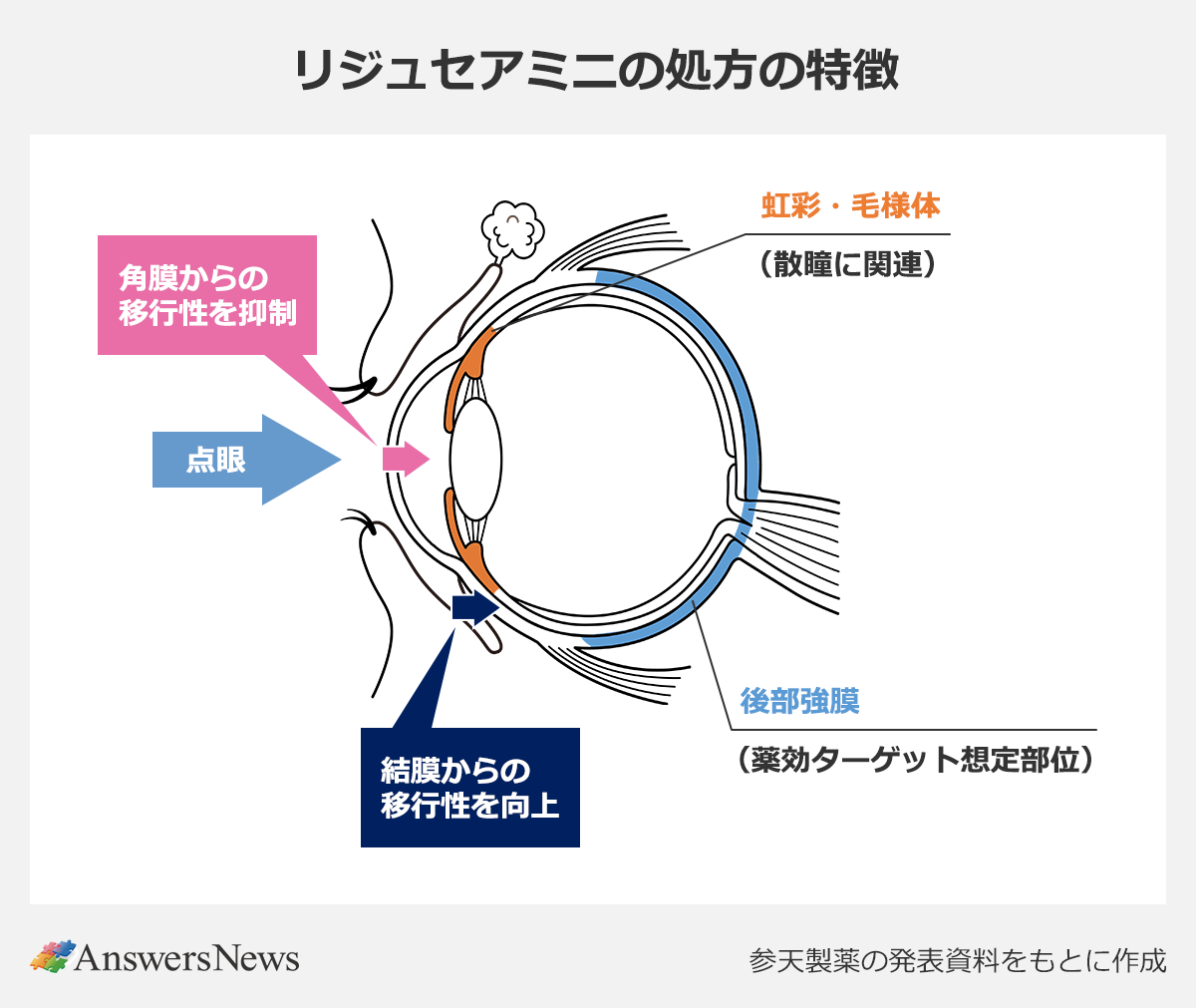 【リジュセアミニの処方の特徴】〈眼球のイラストによる解説〉 ｜点眼からの移行における特徴 ｜角膜からの移行性を抑制 ｜結膜からの移行性を向上 ｜虹彩・毛様体（散瞳に関連） ｜後部強膜（薬効ターゲット想定部位） ｜※参天製薬の発表資料をもとに作成